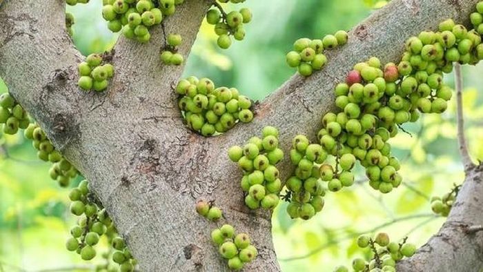 Cây Sung là loại cây cảnh quen thuộc trong đời sống người Việt. Ảnh minh họa.
