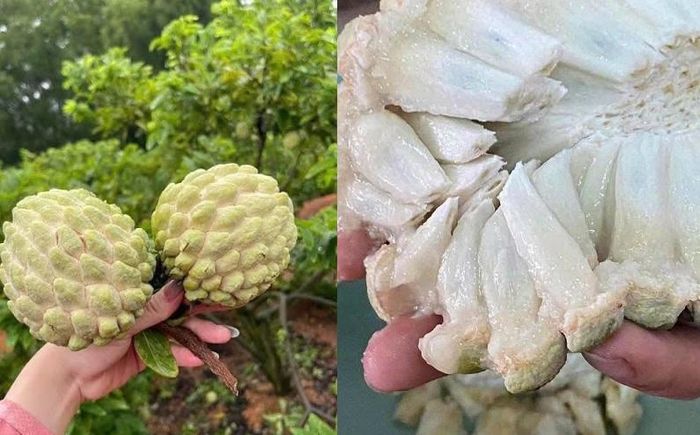 Lạng Sơn là một trong những vùng na nổi tiếng của Việt Nam - Ảnh minh hoạ