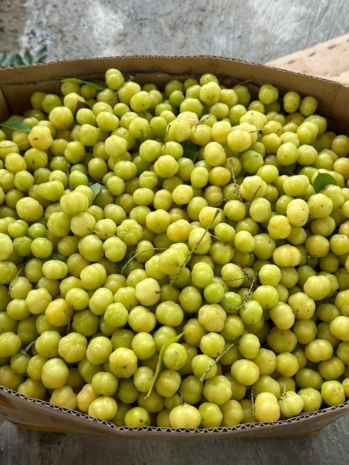 Tầm ruột (hay còn gọi chùm ruột) là loại cây quen thuộc tại nhiều vùng quê Việt Nam - Ảnh minh hoạ