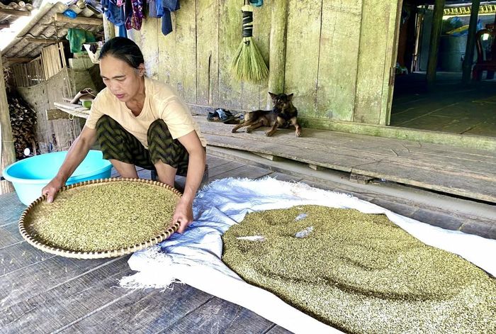  Sự công phu, tỉ mỉ cùng kinh nghiệm của người làm cốm ở xã Quang Hán đã tạo nên hương vị riêng của sản phẩm: hạt cốm xanh tự nhiên, mềm dẻo, thơm mùi lúa nếp mới và có vị ngọt thanh. Ảnh Quốc Sơn 