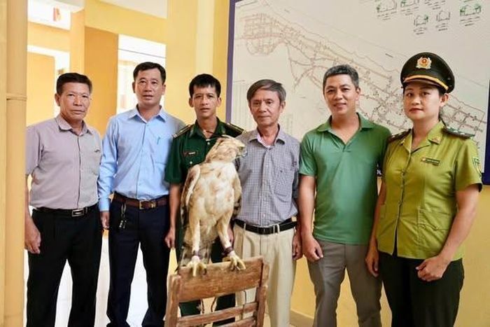 Tại thời điểm tiếp nhận, cá thể Diều núi có tình trạng sức khỏe ổn định.