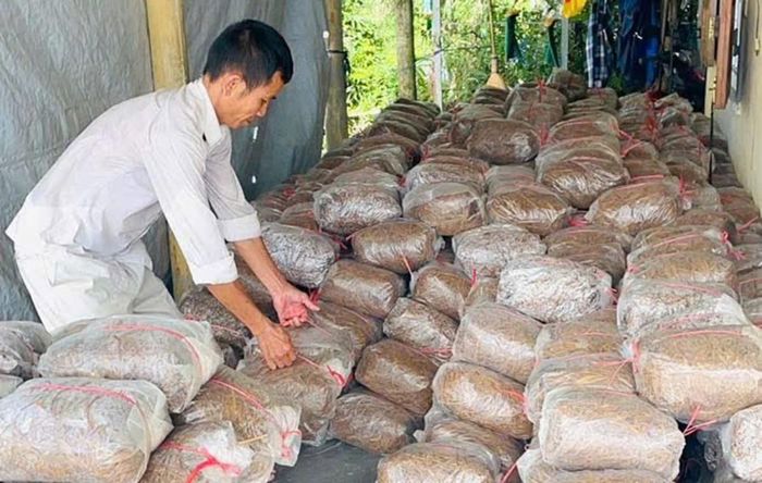 Rơm rạ sau thu hoạch được thu gom, xử lý theo yêu cầu kỹ thuật để đưa vào sản xuất...