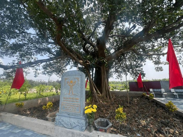 Một cây đa khác tại thôn Xuân Phú cũng được công nhận Cây Di sản Việt Nam trong dịp này. Ảnh: Tuấn Hữu