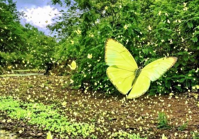 Không nên dựa vào một con bướm xuất hiện để khẳng định đó là điềm báo sắp gặp may, có tài lộc, hay người đã khuất về thăm con cháu. Ảnh internet