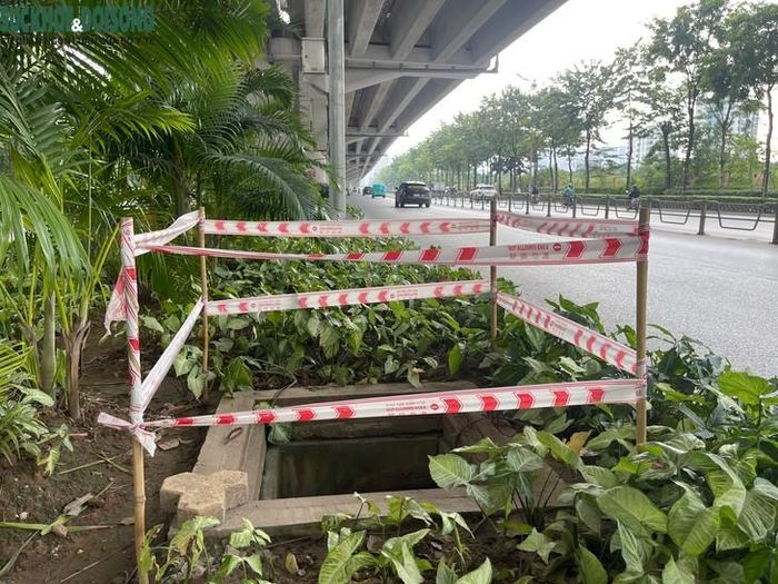 Miệng hố nằm trong giải phân cách, khu vực trồng cây xanh, được quây bằng những cọc tre và dây cảnh báo tạm thời. Ảnh: Phúc Đức