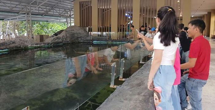 Hầu hết các ngày đều có người dân và du khách đến xem cá mập. Ảnh: ĐH.