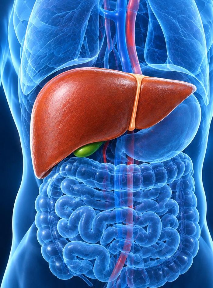 Một lá gan khỏe mạnh không cần được "detox" định kỳ; nó cần một lối sống lành mạnh được duy trì lâu dài. Ảnh AI