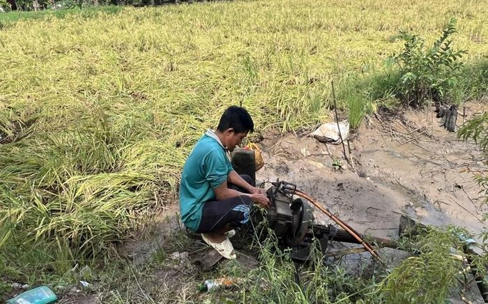 Người dân trên địa bàn tỉnh Cà Mau sử dụng máy bơm rút nước ra ngoài, giảm thiểu thiệt hại cho lúa hè thu