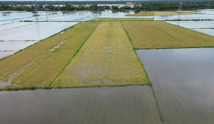 Nhiều diện tích lúa hè thu ở xã Khánh Bình (tỉnh Cà Mau) bị ngập