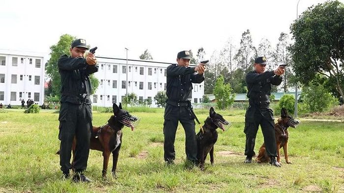 Sử dụng súng kết hợp chó nghiệp vụ. (Ảnh: PHƯỚC THANH)