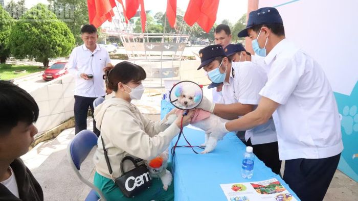 Diễn tập triển khai tiêm phòng vaccine phòng dại cho chó, mèo. (Ảnh: CÔNG LÝ)