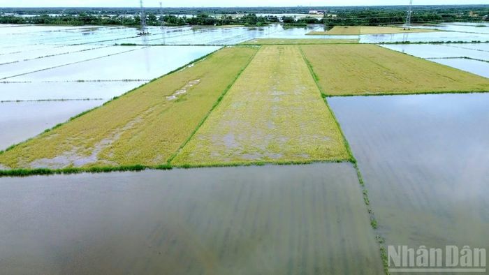 Đồng lúa của nhà nông xã Khánh Bình (tỉnh Cà Mau) bị ngập sâu do mưa lớn cục bộ. (Ảnh: HỮU TÙNG)