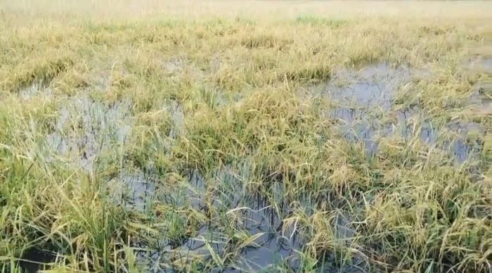  Lúa hè thu bị ngập và đổ ngã khiến cho việc thu hoạch khó khăn 