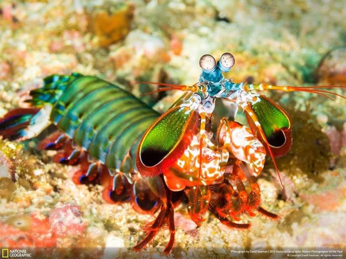 Ảnh: natgeo