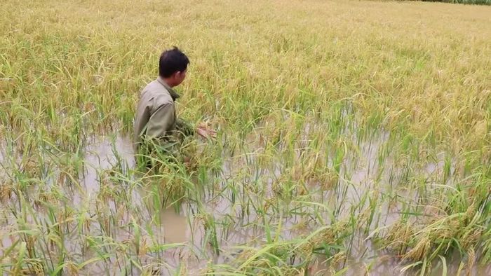 Diện tích lúa Hè Thu của một hộ dân bị ngập.