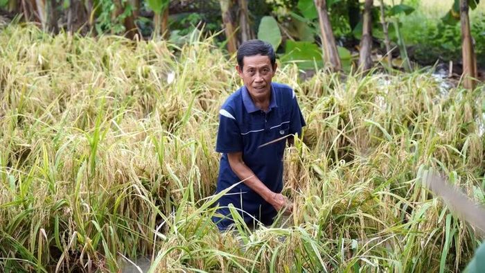 Một nông dân ở xã Khánh Bình tìm cách cứu lúa.