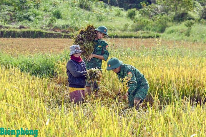Cán bộ, chiến sĩ Đồn Biên phòng cửa khẩu A Đớt giúp dân thu hoạch lúa. Ảnh: Võ Tiến