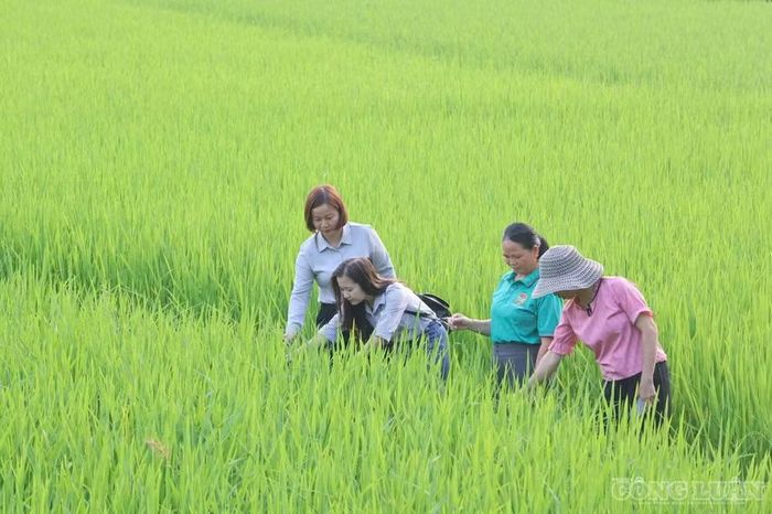 Chị Nông Thị Thắm cùng người dân tại khu sản xuất ở Lục Yên, nơi chị đang phát triển các mô hình sinh kế gắn với nông nghiệp và dược liệu.