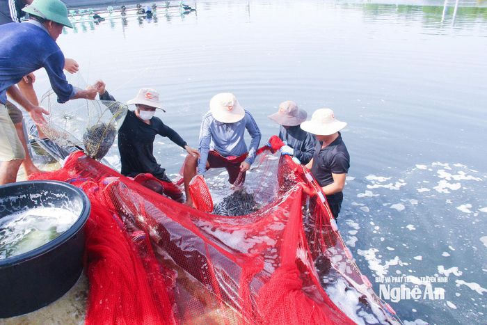 Nuôi trồng thủy sản là một trong hướng kinh tế trọng tâm của xã Hải Châu. Ảnh: Mai Hoa