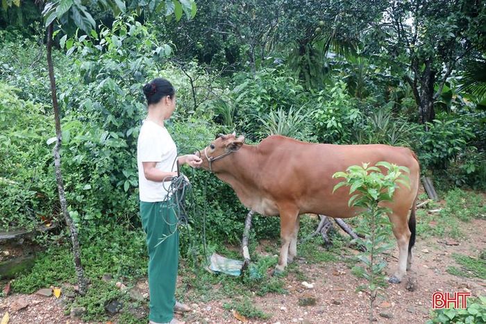 Sau 1 năm chăm sóc, bò của gia đình chị Linh đã chuẩn bị sinh bê con.
