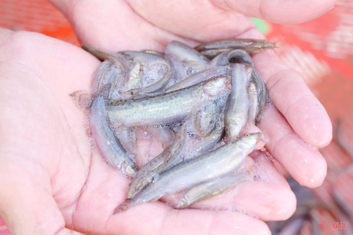 Sau hơn 2 tháng rưỡi thả nuôi, nhờ được chăm sóc đúng quy trình kỹ thuật, đàn cá chạch của hai gia đình ở thôn Bình Tiến (xã Cẩm Bình) sinh trưởng tốt, thích nghi với điều kiện môi trường và nguồn nước tại địa phương.