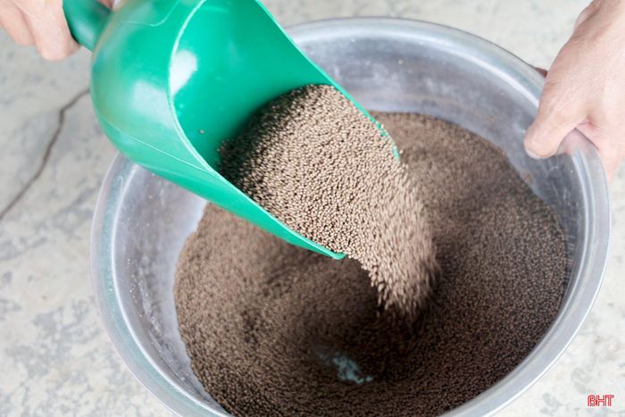  Ông Nguyễn Văn Cát chia sẻ: "Trong quá trình nuôi, gia đình được hợp tác xã hỗ trợ về kinh nghiệm và kỹ thuật. Thức ăn chủ yếu là cám cá dạng viên nổi; khi cá chưa ăn hết, thức ăn không bị chìm, giúp chúng tôi dễ dàng theo dõi và điều chỉnh lượng thức ăn phù hợp". 