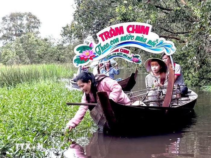 Du khách trải nghiệm hái rau rừng trong Vườn Quốc gia Tràm Chim. (Ảnh: Hồng Nhung/TTXVN)