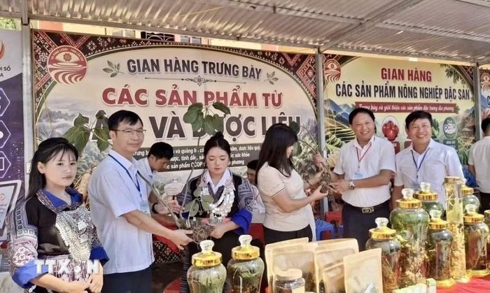 Lãnh đạo xã Púng Luông giới thiệu sản phẩm sâm trồng trên địa bàn xã. (Ảnh: TTXVN phát)