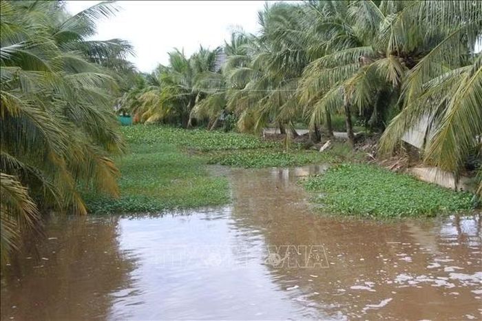 Nhiều tuyến kênh thủy lợi nội đồng hiện nay còn cao nên làm ảnh hưởng nhiều đến việc tiêu thoát nước trên đồng.