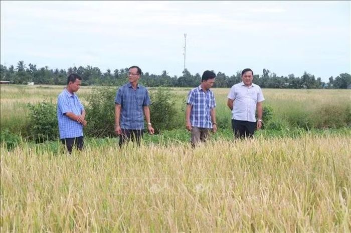 Lãnh đạo xã Vĩnh Thanh (tỉnh Cà Mau) kiểm tra các trà lúa đang chuẩn bị thu hoạch trên địa bàn xã.