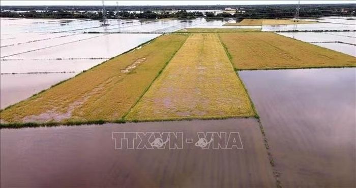 Thống kê sơ bộ đến chiều 25/9, đợt mưa lớn đã ảnh hưởng khoảng 6.866 ha diện tích lúa Hè Thu của nông dân tỉnh Cà Mau.