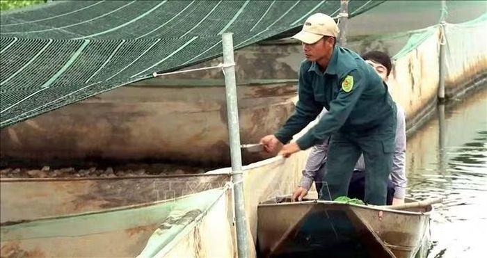 Mô hình sản xuất đa canh của anh Lại Văn Thành cho lợi nhuận đạt 300 triệu đồng/năm sau khi trừ chi phí.