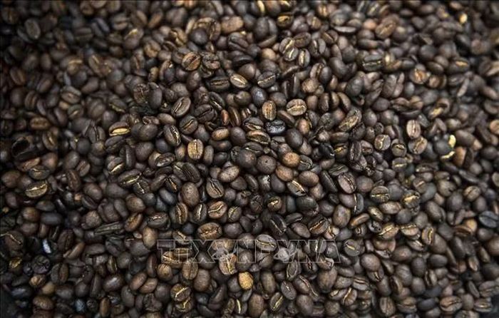 Trên thị trường cà phê, giá cà phê arabica chốt phiên 25/9 tăng 3,25 xu (1,2%) lên 2,786 USD/pound, nhưng vẫn ghi nhận mức giảm 5,4% tính chung cả tuần. Ảnh tư liệu: AFP/TTXVN