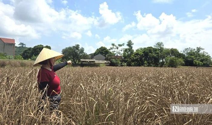 Ngập lụt khiến toàn bộ diện tích sả của bà Thức và nhiều hộ dân trong thôn bị chết khô, mất trắng.
