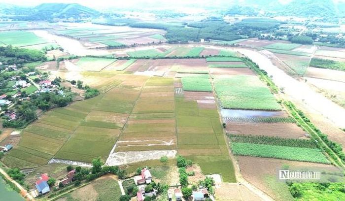 Mưa lũ nước sông Bưởi dâng cao khiến gần 700ha mía, lúa, hoa màu trên địa bàn xã Thành Vinh bị ngập.