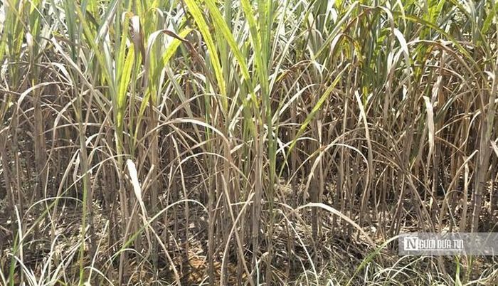 Ngập sâu dài ngày khi nắng lên cây mía ngả vàng, thối ngọn khiến năng suất và chất lượng bị ảnh hưởng lớn.