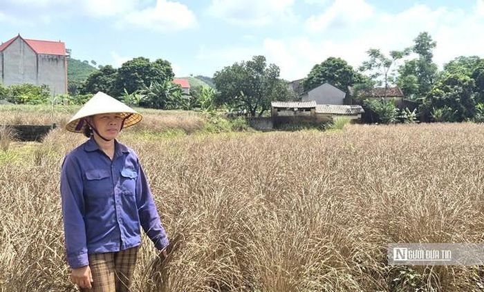 Bà Ích bên ruộng sả bị chết do mưa lũ.
