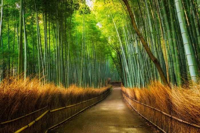 Ảnh: arashiyamabambooforest.com