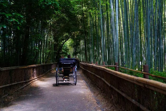 Tham gia tour xe kéo tham quan rừng. Ảnh: arashiyamabambooforest.com