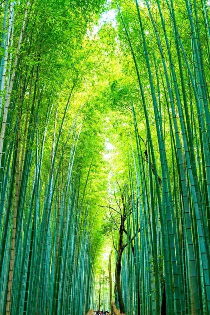 Đường mòn xuyên qua rừng tre ở Kyoto. Ảnh: arashiyamabambooforest.com