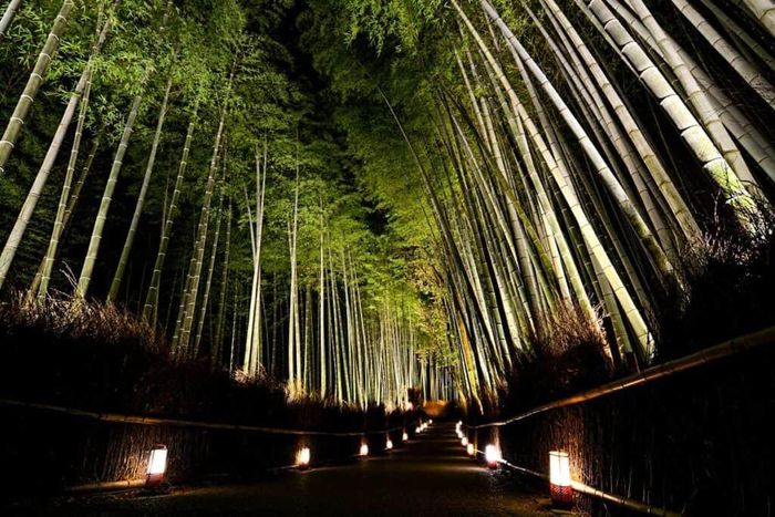 Rừng tre lung linh ánh đèn đêm. Ảnh: arashiyamabambooforest.com