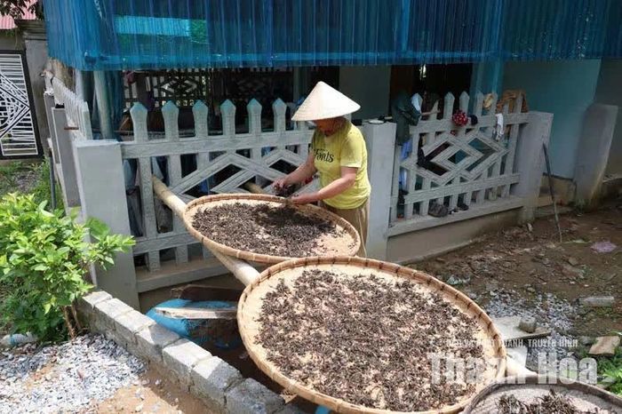 Chè tán ma phơi khô dưới nắng.