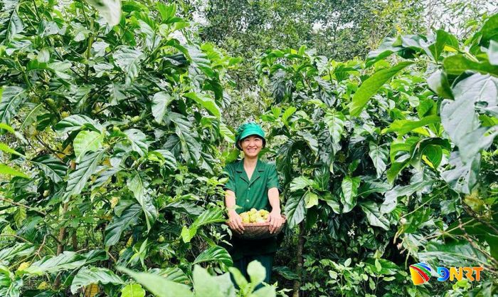 Chị Bùi Thị Tuyết Nhung, Giám đốc Hợp tác xã Best One "đánh thức" giá trị trái nhàu. Ảnh: T.T