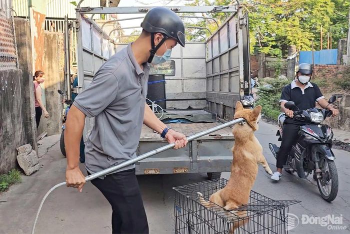 Lực lượng chức năng bắt chó thả rông ở phường Trảng Dài. Ảnh: CTV