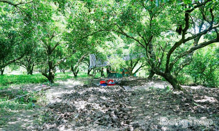 Vườn sapoche gần 20 năm tuổi đang cho quả non.