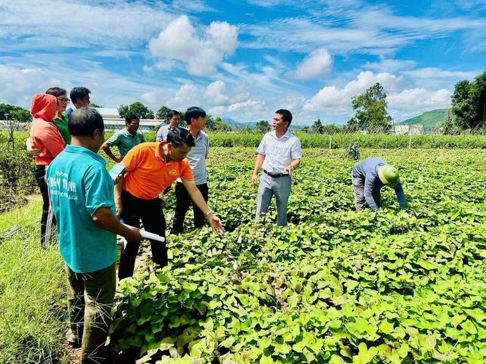 Các hội viên tham quan mô hình trồng khoai lang Nhật hiệu quả tại thôn Hải Yên. Ảnh: ĐVCC