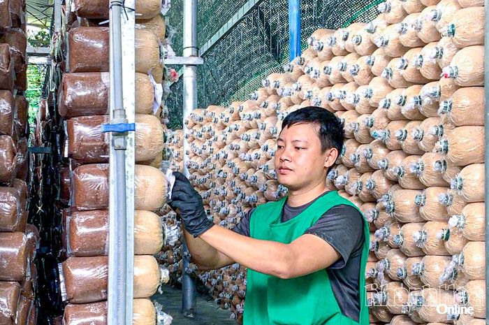 Công nhân chăm sóc nấm tại trang trại.