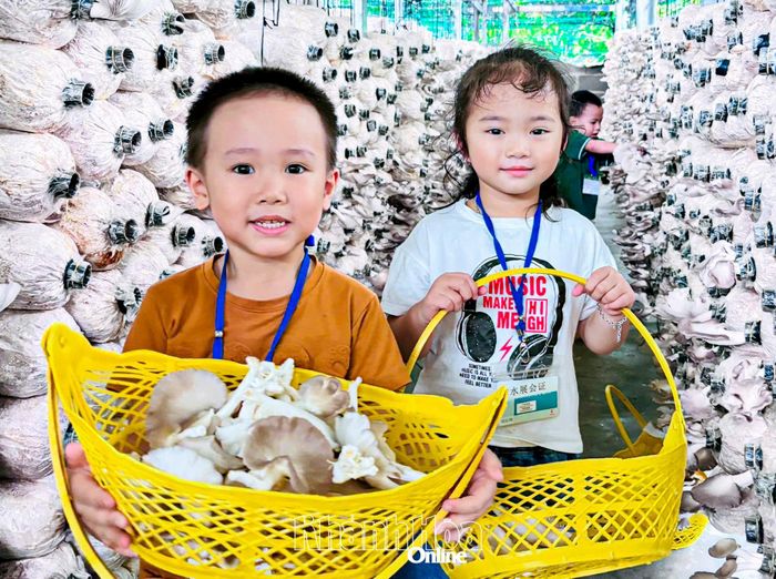 Các em nhỏ trải nghiệm hái nấm.