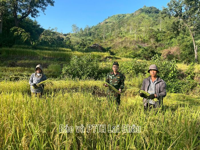 Trung tá Nguyễn Quảng Yên – Chỉ huy trưởng Ban Chỉ huy Quân sự xã Nậm Mạ gặt lúa cùng gia đình ông Lường Văn Bum.