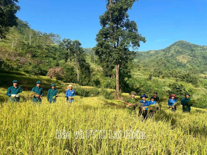 Các lực lượng tham gia gặt lúa giúp gia đình ông Lường Văn Bum.